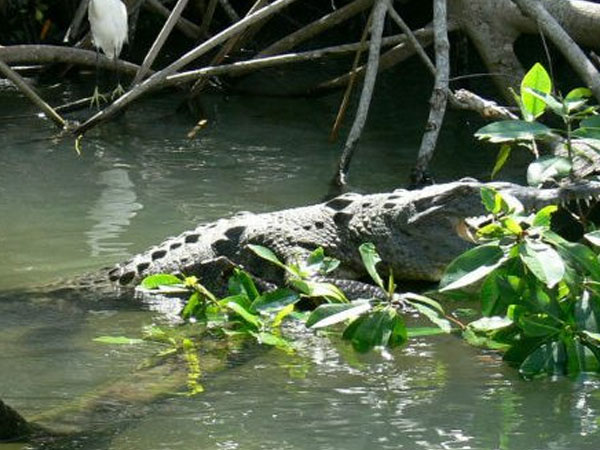 sunbreak-tours-jamaica-excursions-black-river-safari